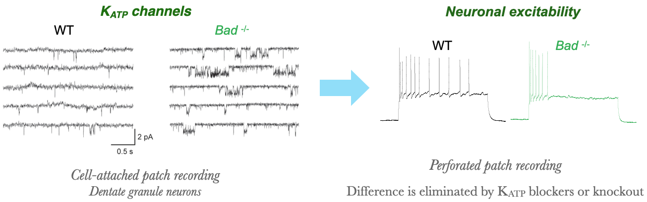 Effect of BAD KO on KATP channels and neuronal firing