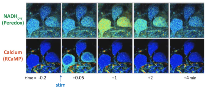 Fluorescence images of three neurons, with two different biosensors