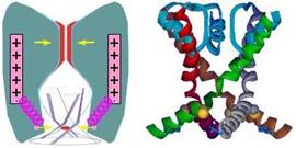Cartoon of voltage-gated ion channel